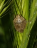 Eurygaster maura