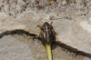 Eurygaster maura