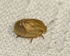 Eurygaster sp.