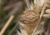 Eurygaster sp.