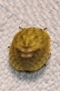 Eurygaster sp. Eurygaster sp.