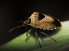 Eysarcoris venustissimus