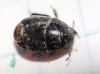 Geotomus sp.