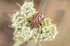 Graphosoma italicum Graphosoma italicum