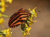 Graphosoma italicum Graphosoma italicum