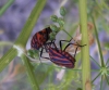Graphosoma italicum