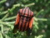 Graphosoma italicum Graphosoma italicum