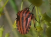 Graphosoma italicum Graphosoma italicum