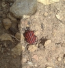 Graphosoma italicum Graphosoma italicum