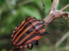 Graphosoma italicum Graphosoma italicum