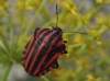 Graphosoma italicum Graphosoma italicum