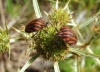 Graphosoma italicum Graphosoma italicum