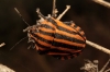 Graphosoma italicum
