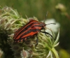 Graphosoma italicum