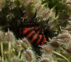 Graphosoma italicum