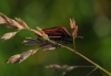 Graphosoma italicum