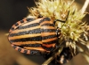 Graphosoma italicum