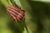 Graphosoma italicum