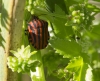 Graphosoma italicum