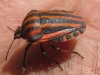 Graphosoma italicum