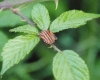 Graphosoma italicum
