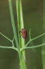 Graphosoma italicum