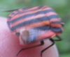 Graphosoma italicum