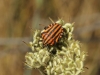 Graphosoma italicum Graphosoma italicum