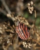 Graphosoma italicum