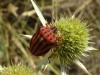 Graphosoma semipunctatum Graphosoma semipunctatum