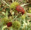 Graphosoma semipunctatum Graphosoma semipunctatum