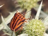 Graphosoma semipunctatum Graphosoma semipunctatum
