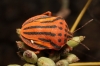 Graphosoma semipunctatum