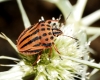 Graphosoma semipunctatum Graphosoma semipunctatum