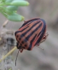 Graphosoma semipunctatum Graphosoma semipunctatum
