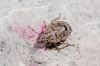 Holcogaster fibulata