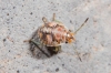 Holcogaster fibulata
