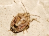 Holcogaster fibulata