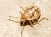 Holcogaster fibulata