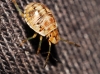 Holcogaster fibulata