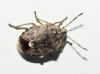 Holcogaster fibulata