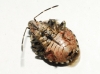 Holcogaster fibulata