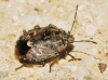 Holcogaster fibulata