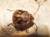 Holcogaster fibulata