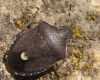Holcostethus cf. sphacelatus