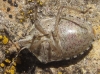 Holcostethus cf. sphacelatus