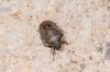 Holcostethus sp.