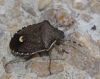 Holcostethus cf. sphacelatus