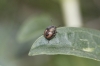 Holcostethus sp.