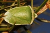 Nezara viridula
